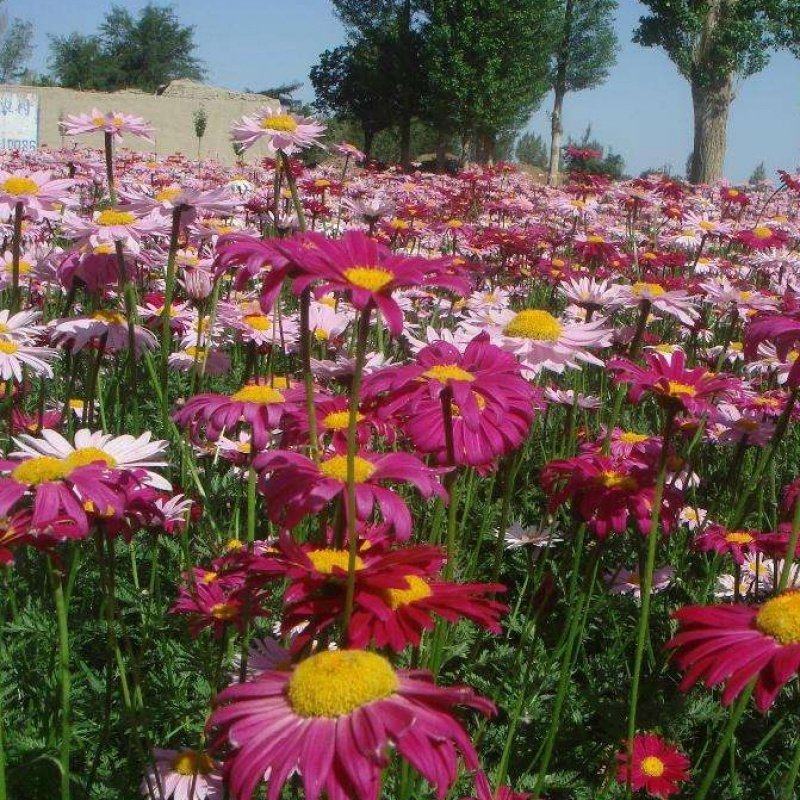 除虫菊种子驱蚊草驱虫菊花种籽子多年生混色花种子四季易活盆