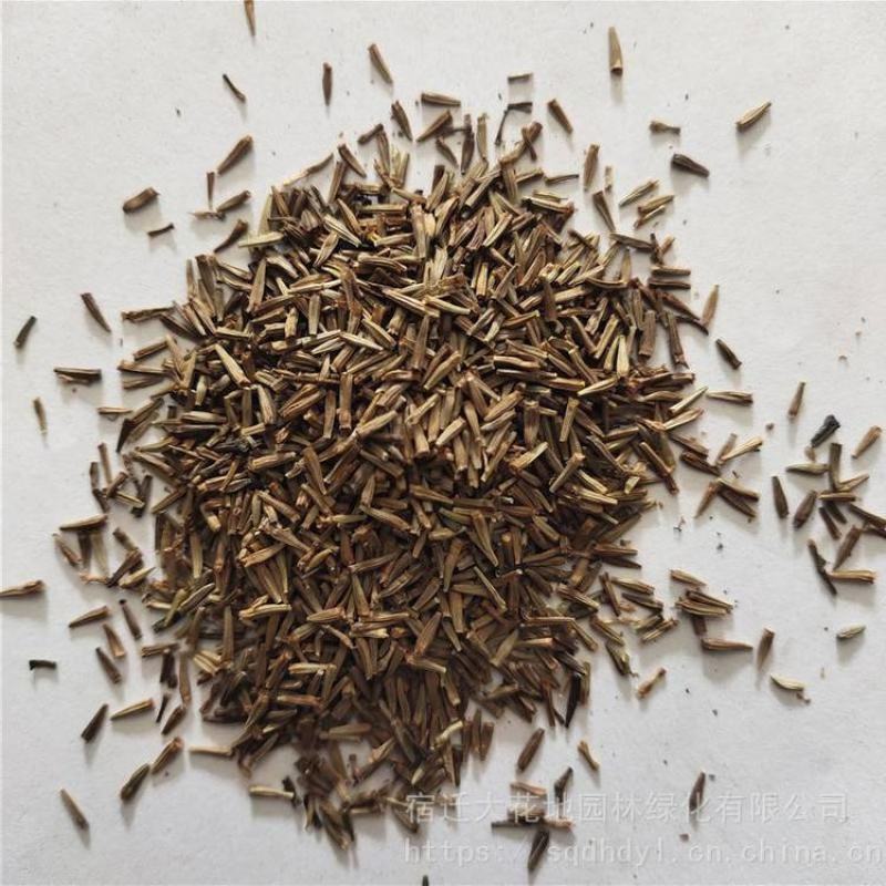 除虫菊种子驱蚊草驱虫菊花种籽子多年生混色花种子四季易活盆