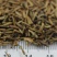 除虫菊种子驱蚊草驱虫菊花种籽子多年生混色花种子四季易活盆
