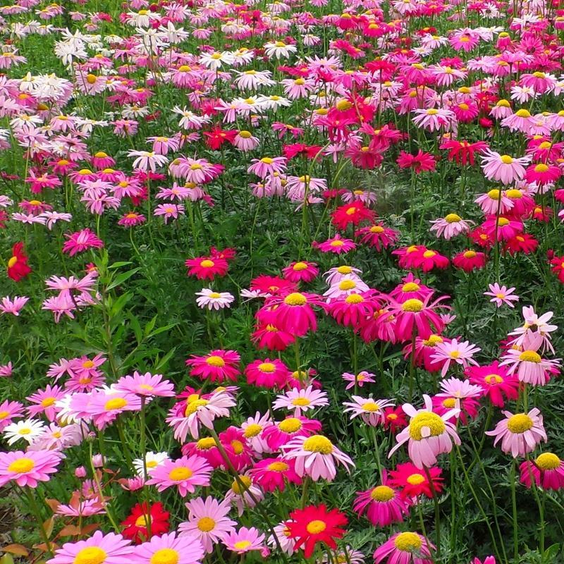 除虫菊种子驱蚊草驱虫菊花种籽子多年生混色花种子四季易活盆