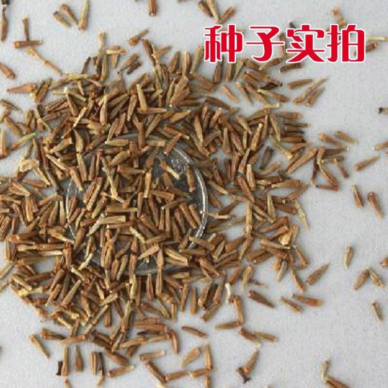 除虫菊种子驱蚊草驱虫菊花种籽子多年生混色花种子四季易活盆