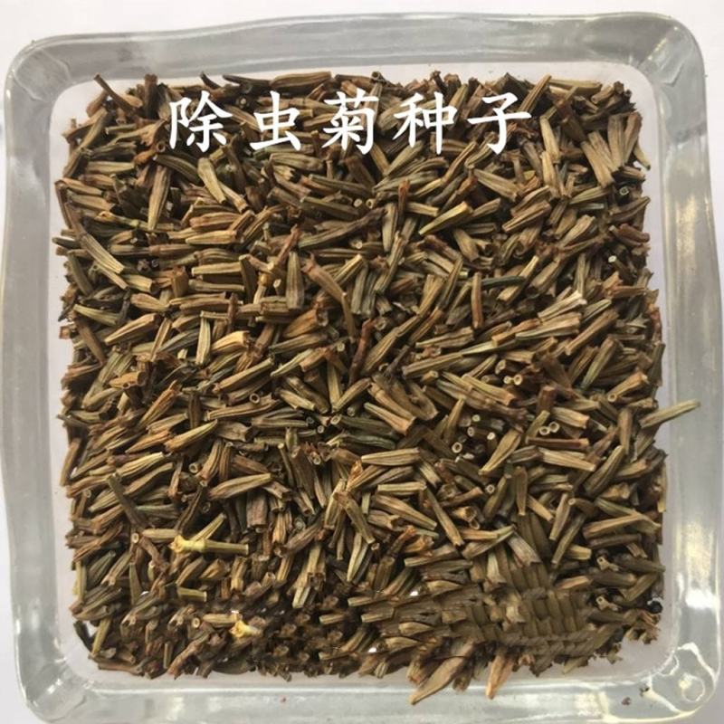 除虫菊种子驱蚊草驱虫菊花种籽子多年生混色花种子四季易活盆