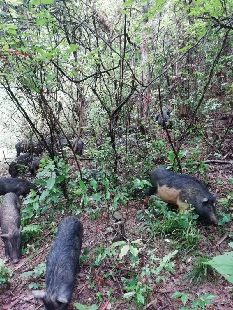 代理电商供应批发土猪肉山猪肉白条深山放养长期供货