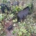 代理电商供应批发土猪肉山猪肉白条深山放养长期供货