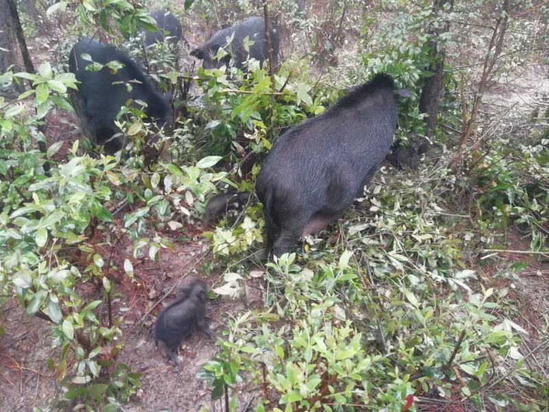 代理电商供应批发土猪肉山猪肉白条深山放养长期供货