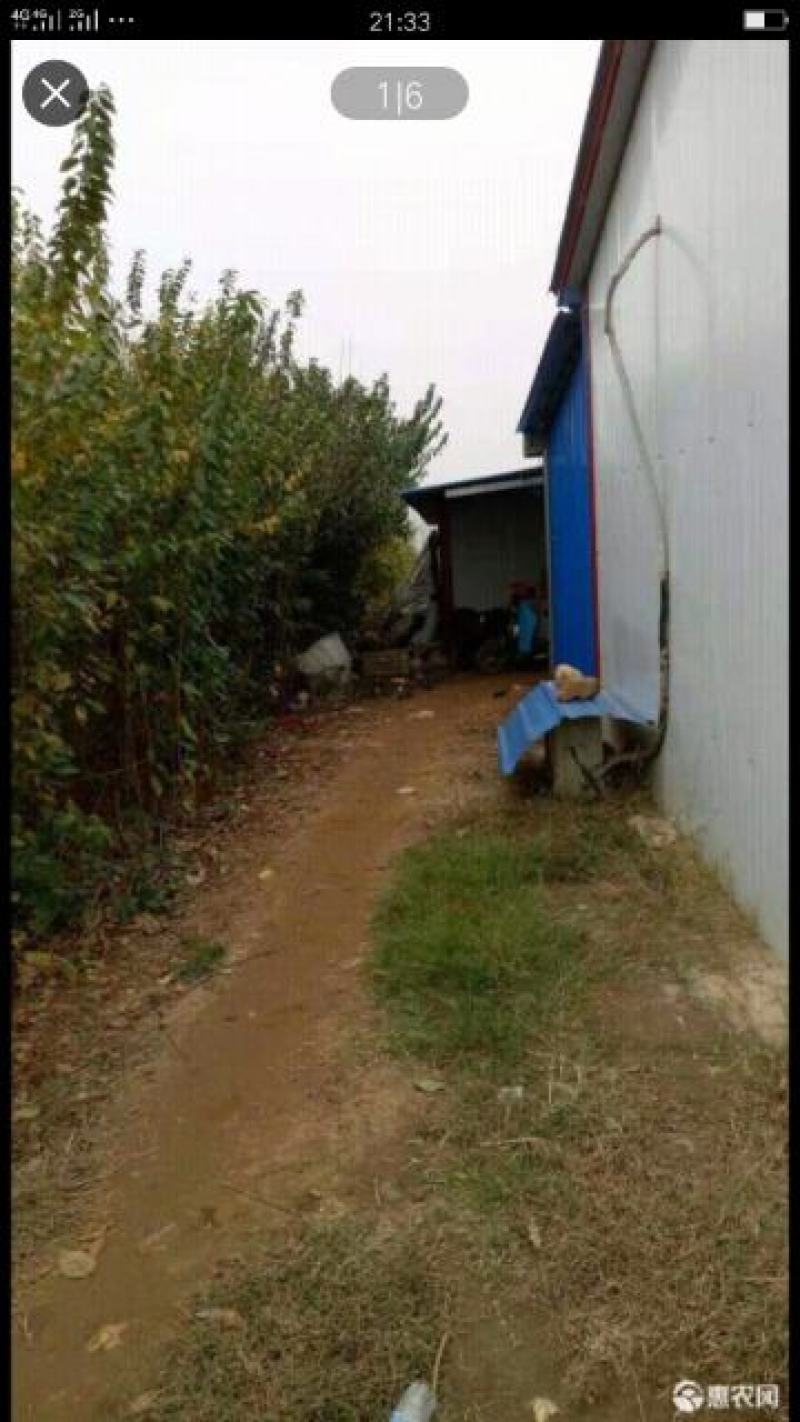 5000棵丛生腊梅出售