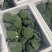 《湖北西兰花》产地批发/量大从优/全国发货/欢迎来电洽谈合作