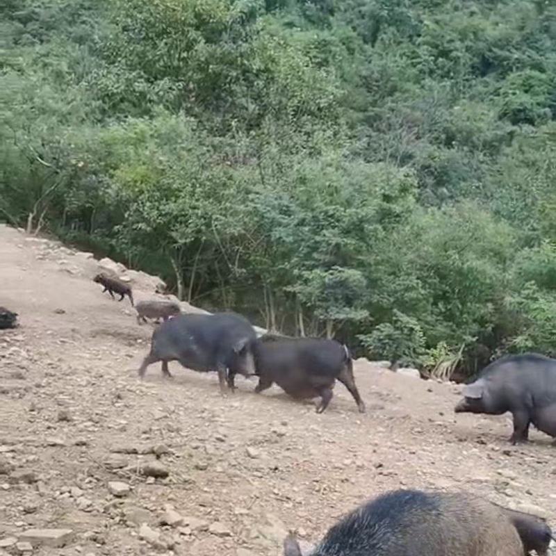 批发一代二代山猪肉新鲜发货长期合作优选