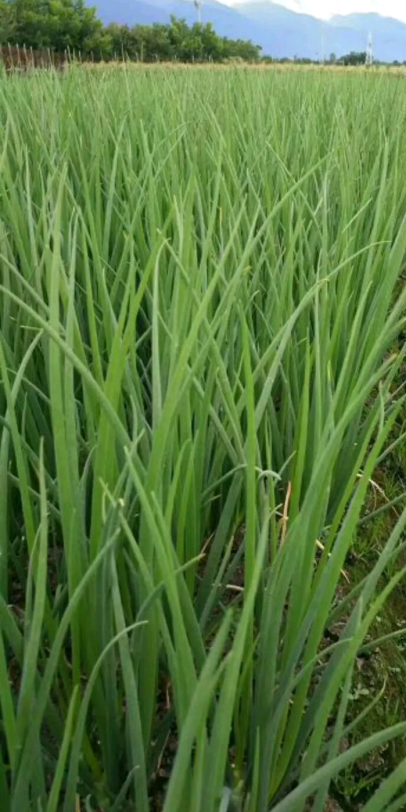 红根小葱