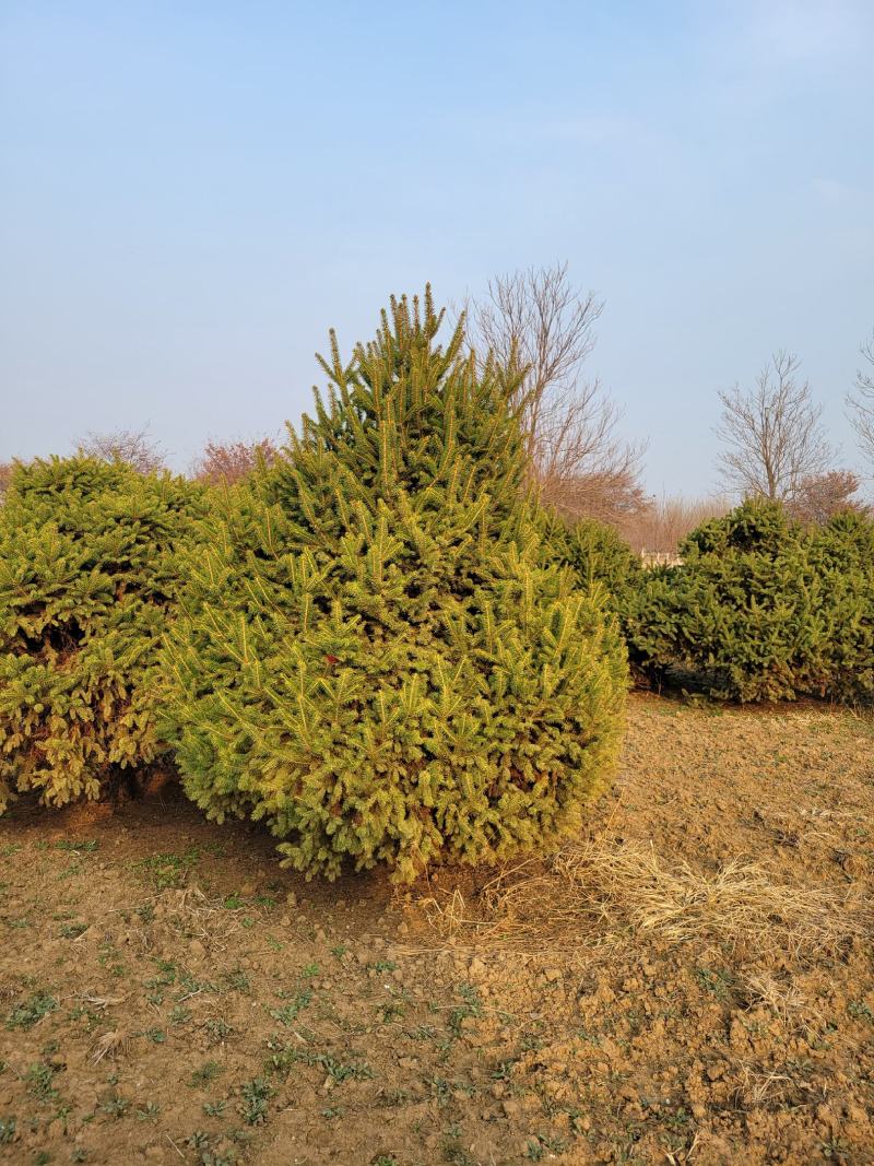 云杉3米云杉价格，4米云杉，冠幅2.5米