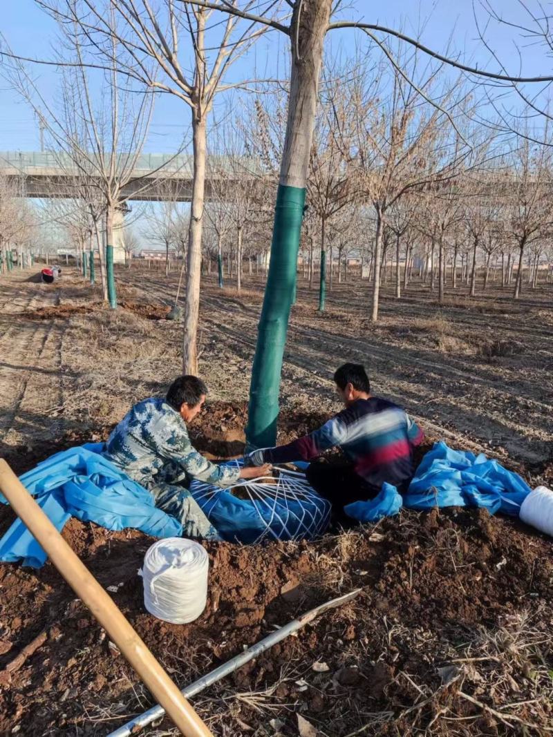 自家苗10公分复叶槭报价12公分复叶槭产地河北绿曦苗圃场