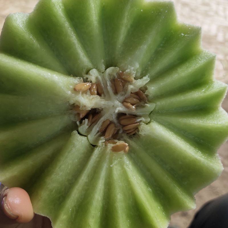 玉菇