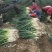 精品大葱保质保量产地直供对接全国市场量大优惠