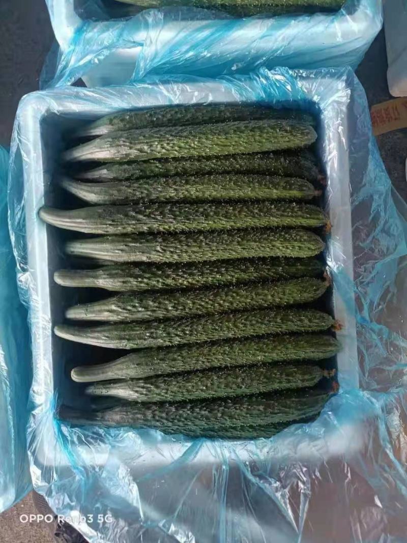 牛大荔黄瓜密刺黄瓜优质密刺黄瓜，全国发货，欢迎咨询