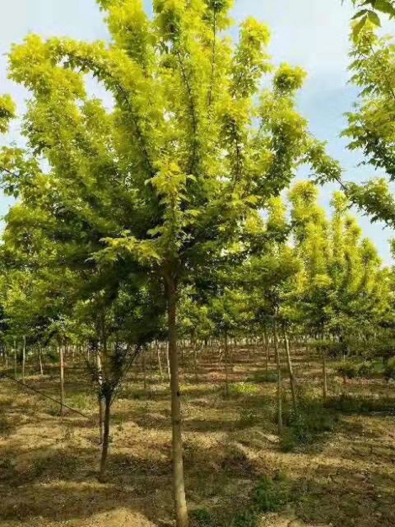 自家苗圃8-9-10-12-15公分金叶复叶槭3500棵