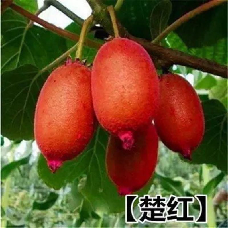 果树苗盆栽嫁接猕猴桃树苗当年结果泥猴桃苗红阳红心弥猴桃树