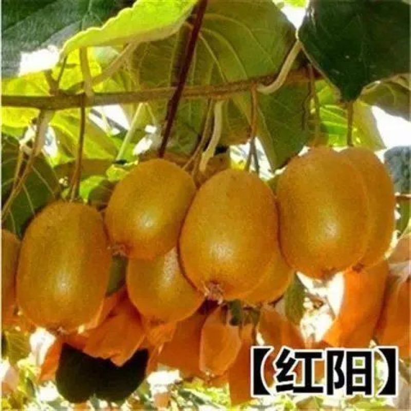 果树苗盆栽嫁接猕猴桃树苗当年结果泥猴桃苗红阳红心弥猴桃树