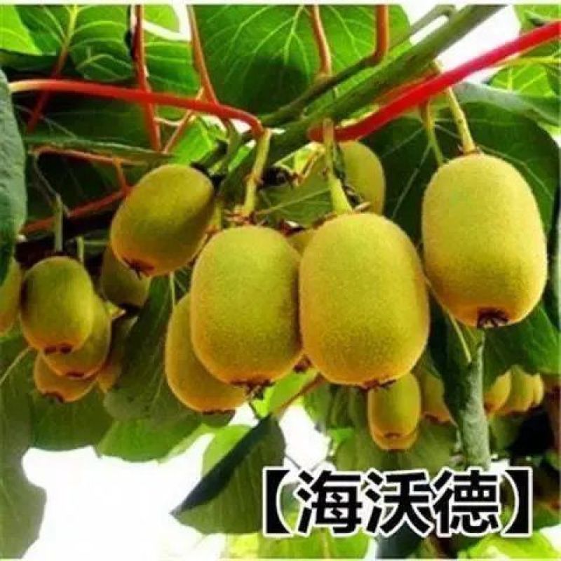 果树苗盆栽嫁接猕猴桃树苗当年结果泥猴桃苗红阳红心弥猴桃树