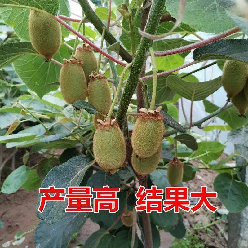 果树苗盆栽嫁接猕猴桃树苗当年结果泥猴桃苗红阳红心弥猴桃树