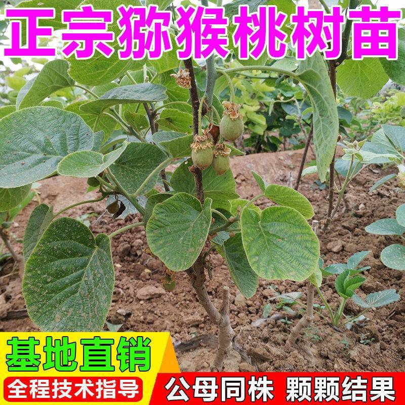 果树苗盆栽嫁接猕猴桃树苗当年结果泥猴桃苗红阳红心弥猴桃树