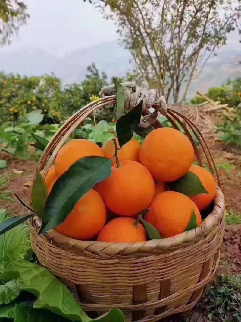 奉节脐橙