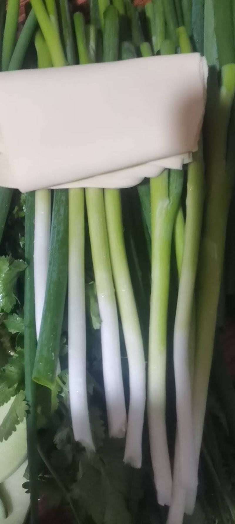 大连香葱大量上市欢迎各位老板前来采购看货大量优惠