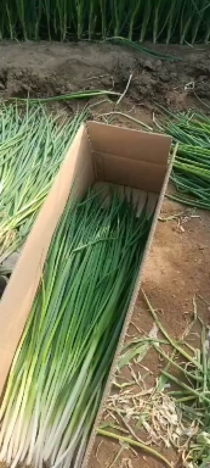 大连香葱大量上市欢迎各位老板前来采购看货大量优惠