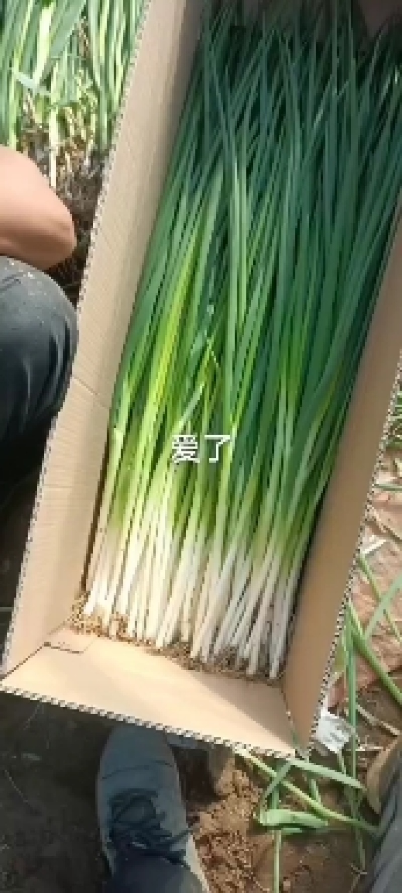 大连香葱大量上市欢迎各位老板前来采购看货大量优惠