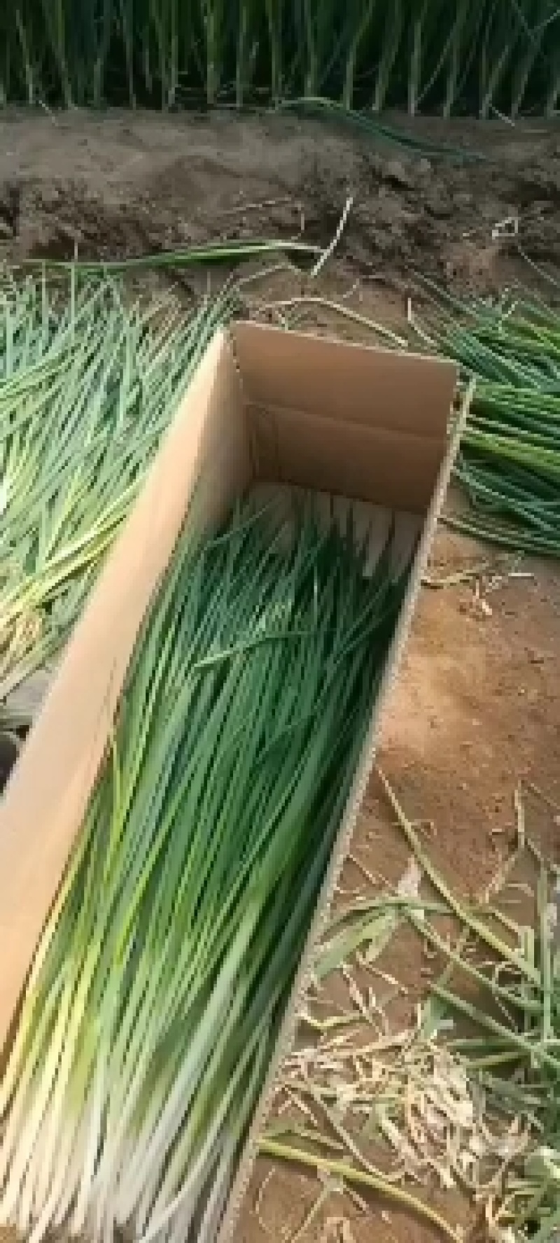 大连香葱大量上市欢迎各位老板前来采购看货大量优惠