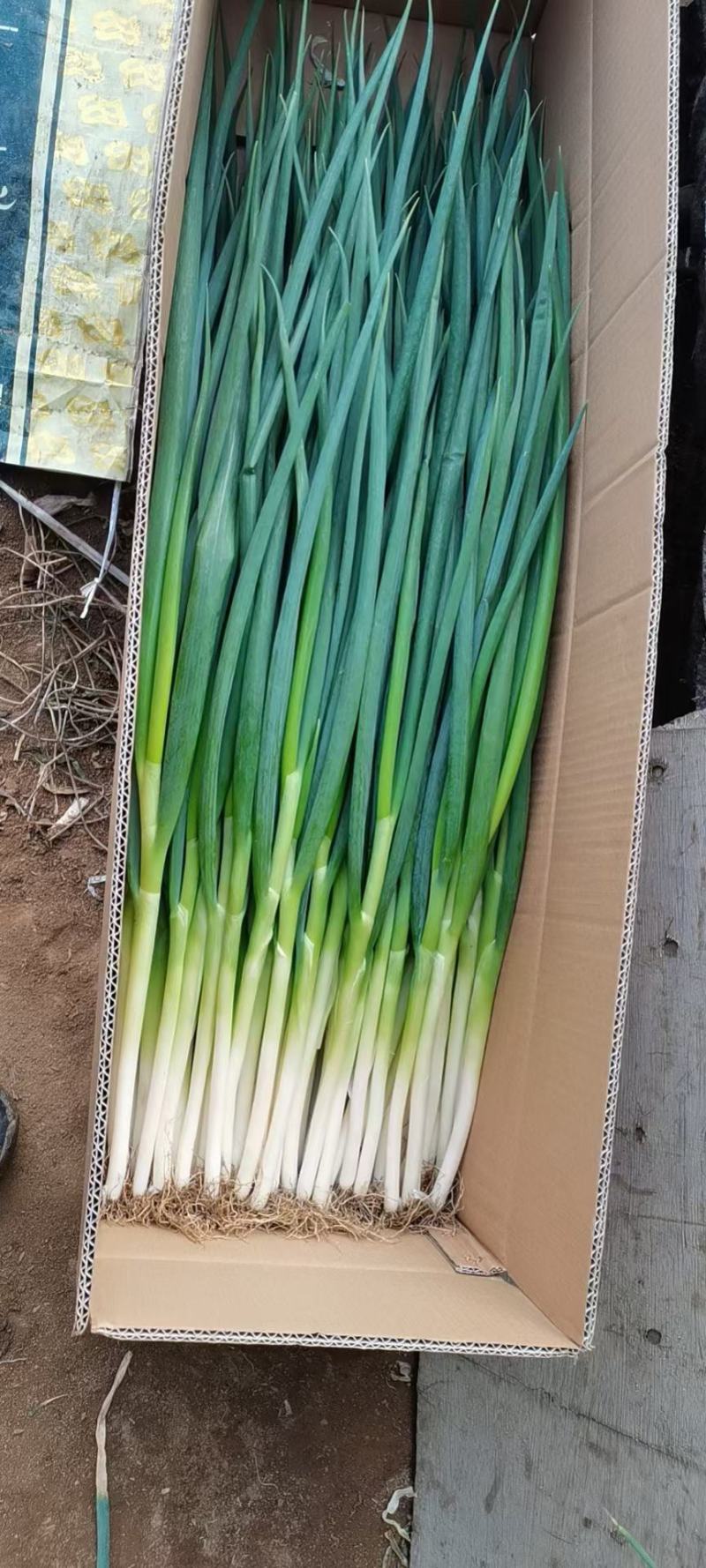 大连香葱大量上市欢迎各位老板前来采购看货大量优惠
