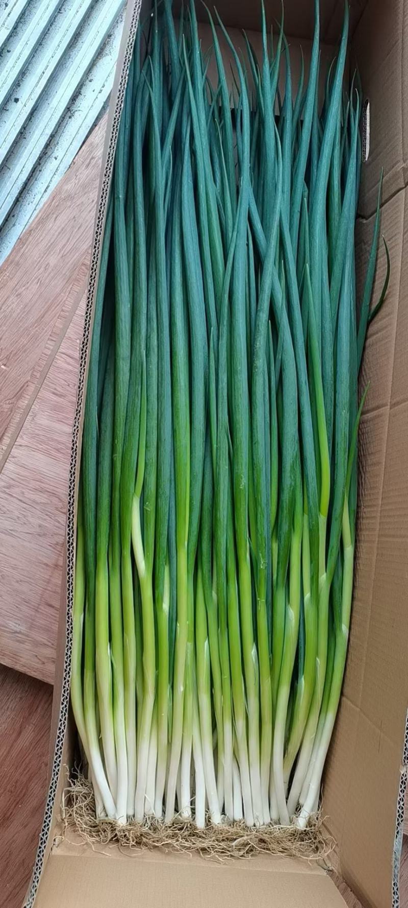 大连香葱大量上市欢迎各位老板前来采购看货大量优惠