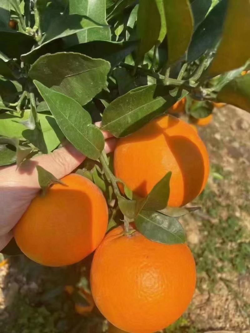 奉节脐橙