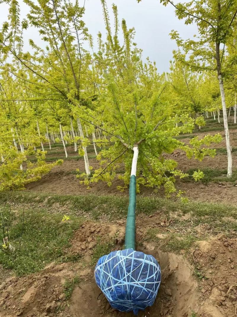 河北金叶复叶槭基地10公分金叶榆报价，发往陕西
