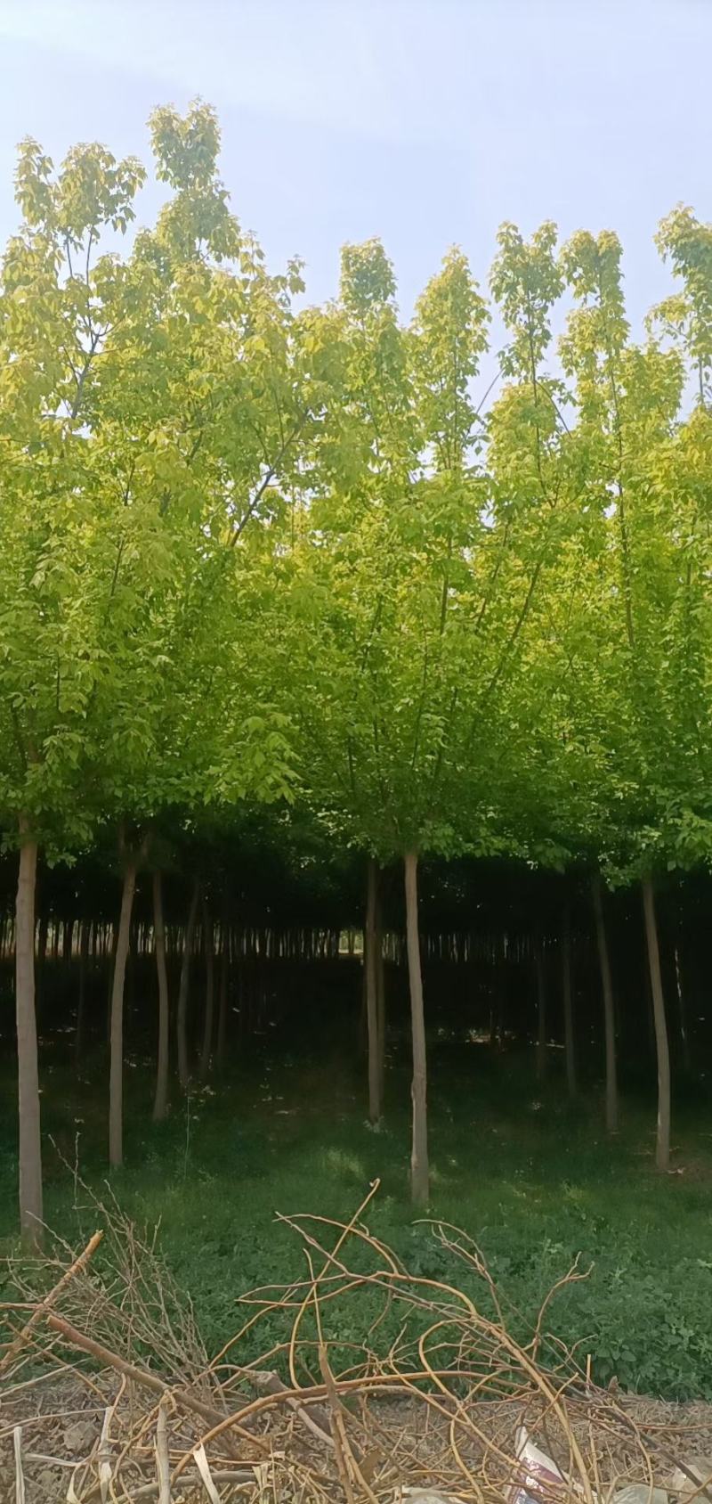 河北金叶复叶槭基地10公分金叶榆报价，发往陕西