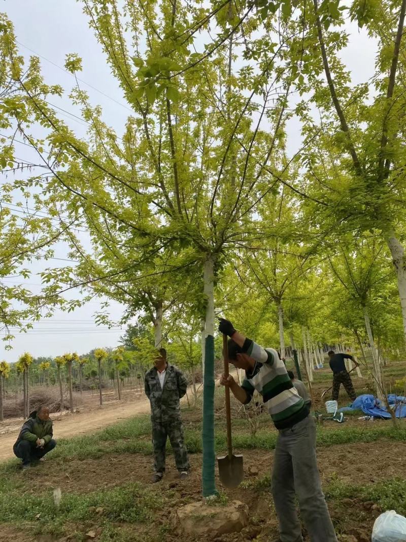 河北金叶复叶槭基地10公分金叶榆报价，发往陕西