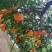 奉节脐橙