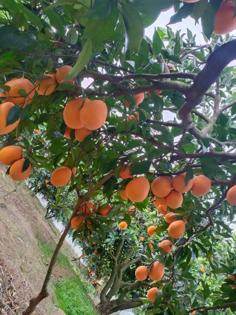 奉节脐橙