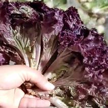 红叶生菜，上百种特菜野菜全年批发，干紫叶生菜