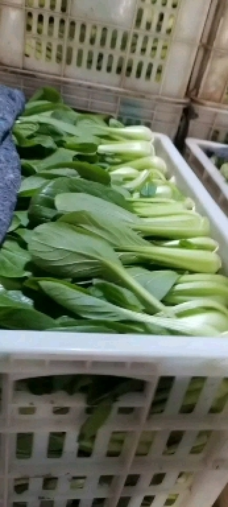 上海青山东曹县蔬菜基地，全国供货