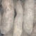 553红薯/黄松