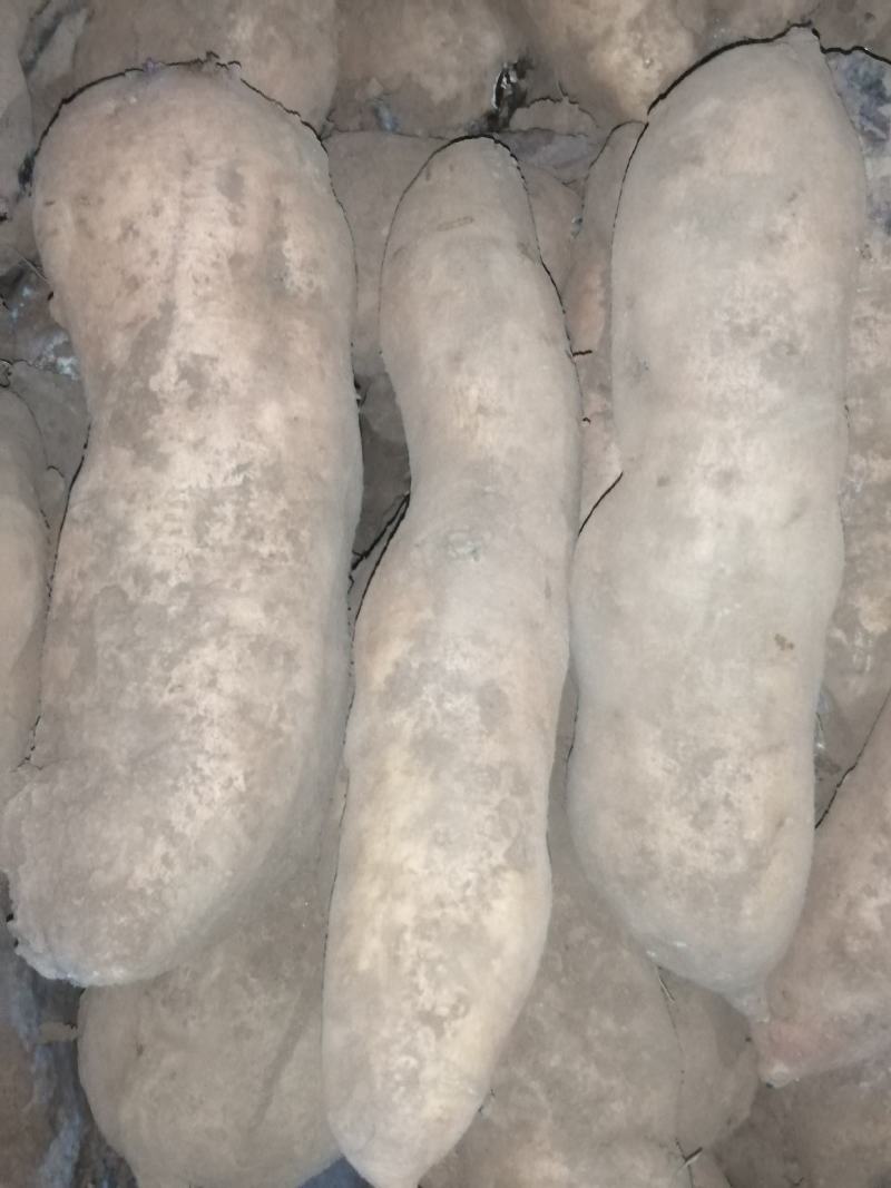 553红薯/黄松