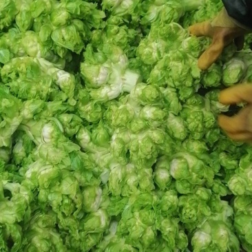 儿菜，还有最后100亩，需要的下单，价格美丽，质量杠杠