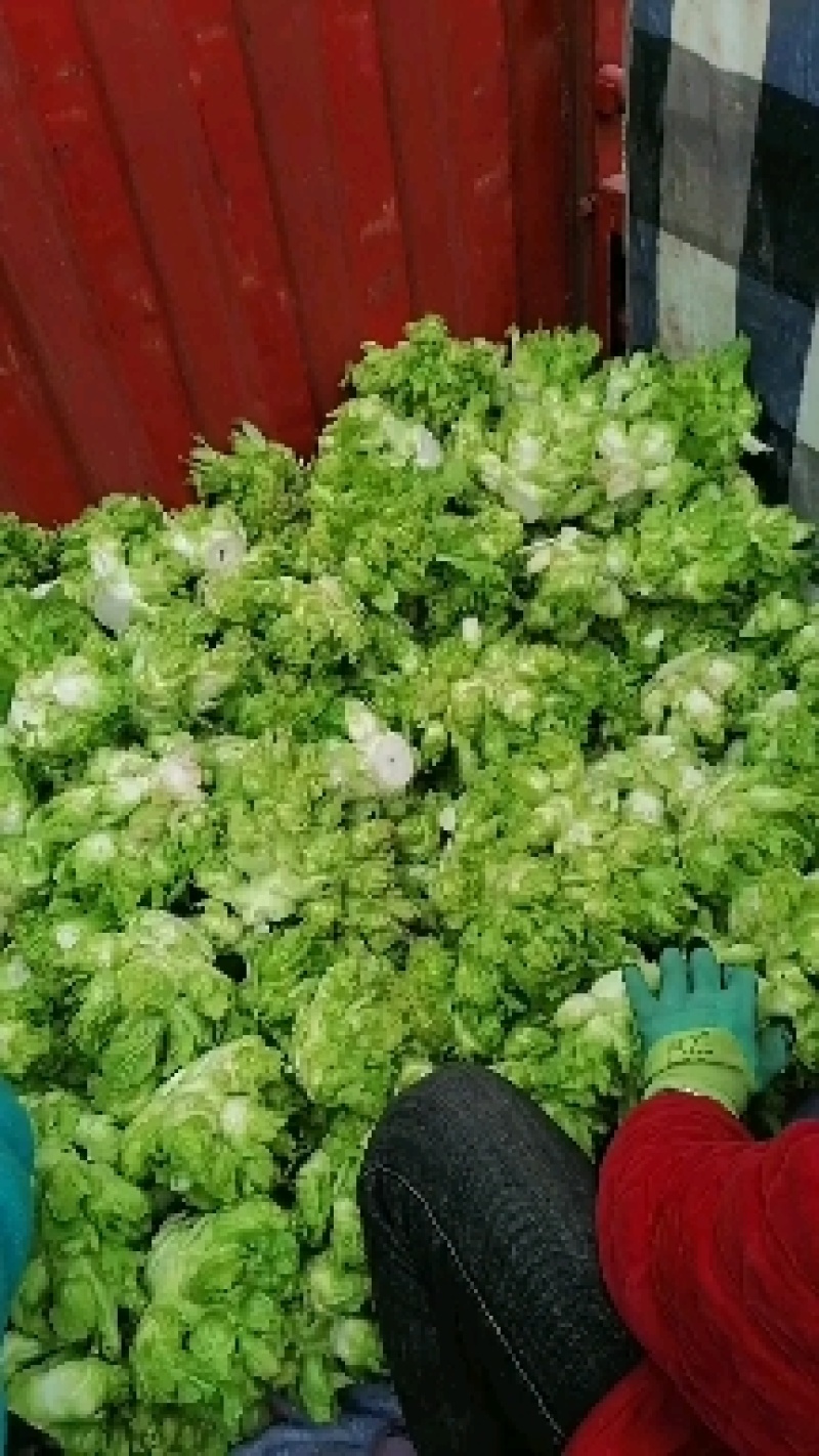 儿菜，还有最后100亩，需要的下单，价格美丽，质量杠杠