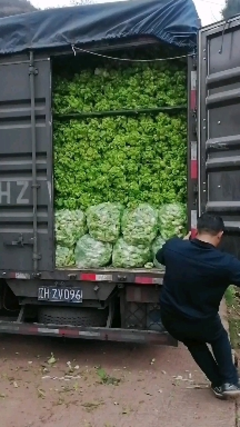 儿菜，还有最后100亩，需要的下单，价格美丽，质量杠杠