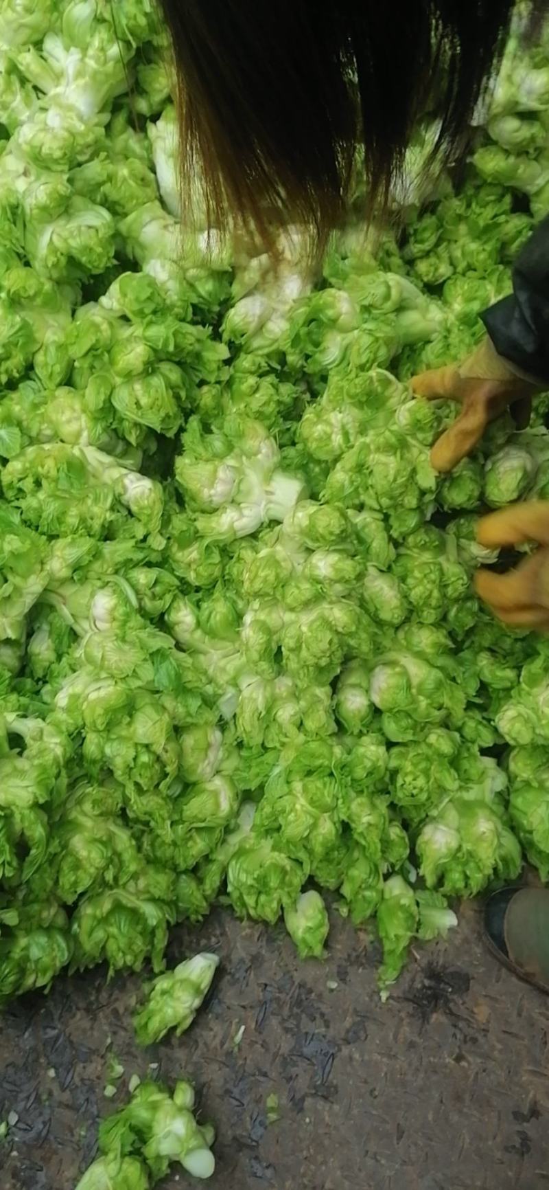 儿菜，还有最后100亩，需要的下单，价格美丽，质量杠杠