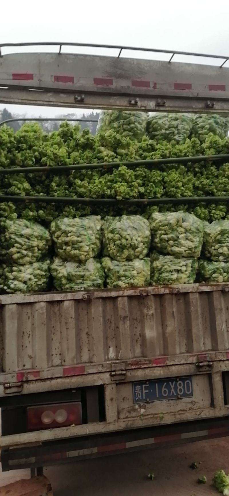 儿菜，还有最后100亩，需要的下单，价格美丽，质量杠杠