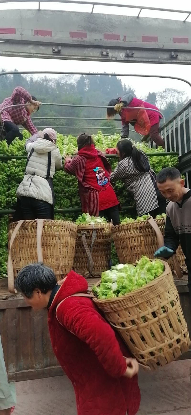 儿菜，还有最后100亩，需要的下单，价格美丽，质量杠杠