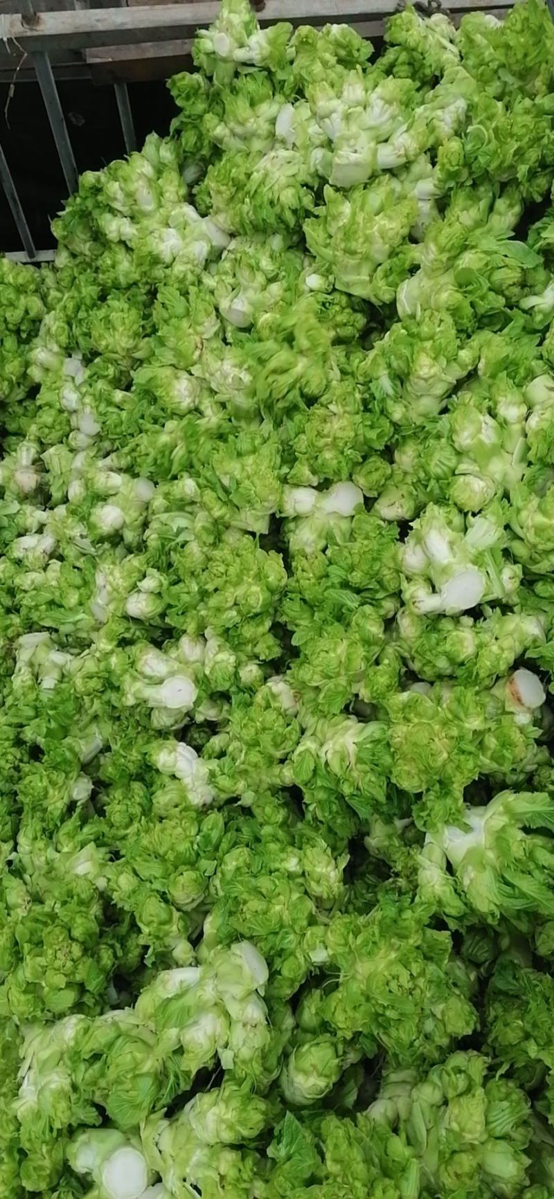 儿菜，还有最后100亩，需要的下单，价格美丽，质量杠杠