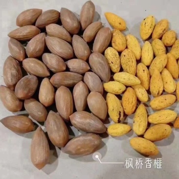 香榧