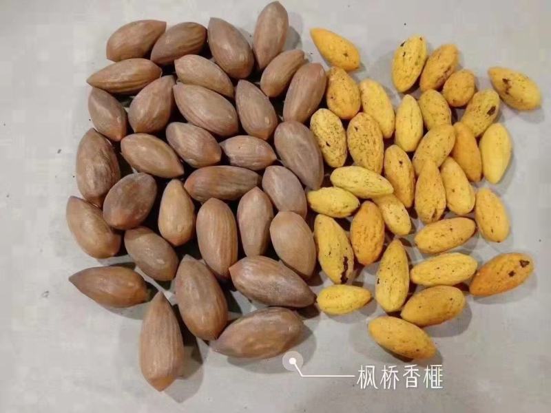 香榧